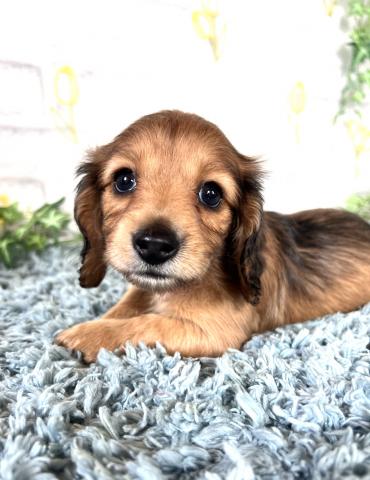 ミニチュアダックスフンド