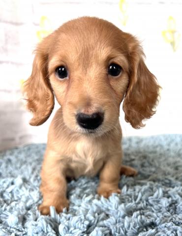 ミニチュアダックスフンド