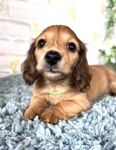 ミニチュアダックスフンド