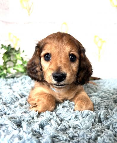 ミニチュアダックスフンド