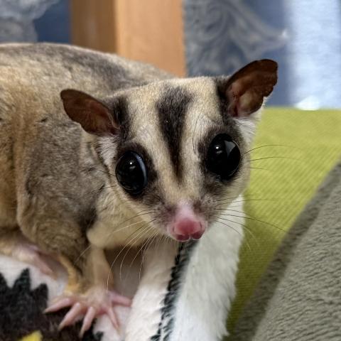 モザイクリングテールhetクリミノpossiプラチナ