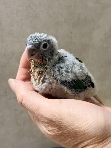 ワキコガネウロコインコ