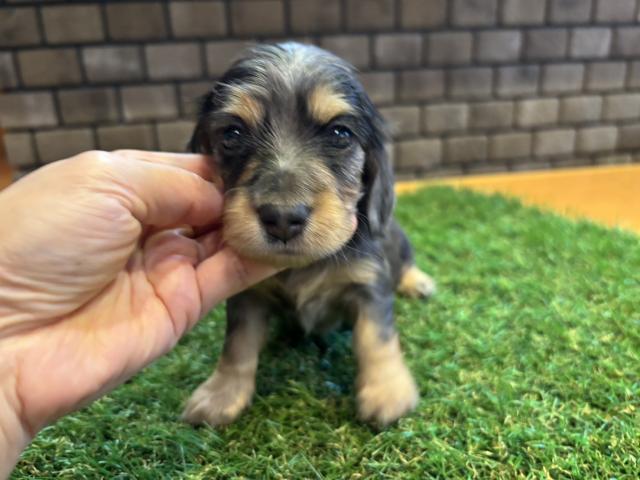 カニンヘンダックスフンド