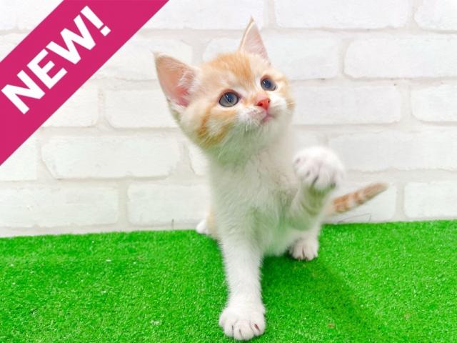 ミヌエット(旧ナポレオン)