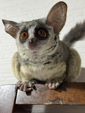 ショウガラゴ　さる　