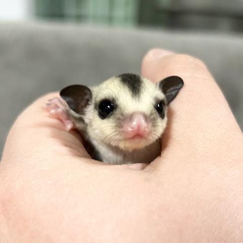 フクロモモンガ ホワイトフェイス