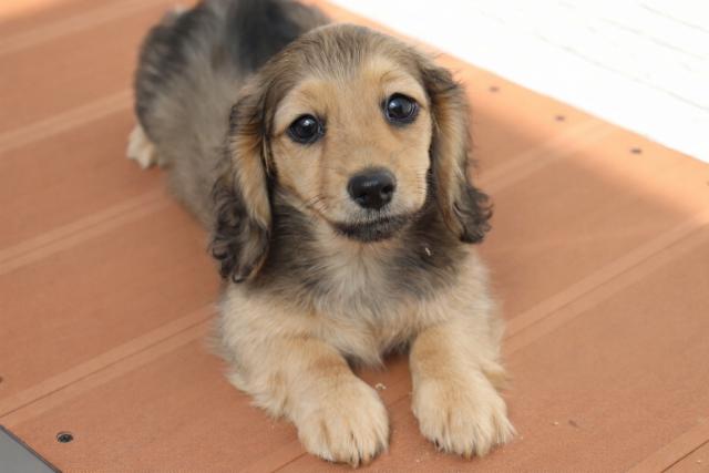 ミニチュアダックスフンド