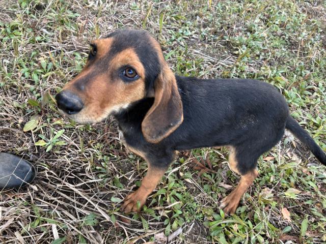 バセットハウンドビーグル