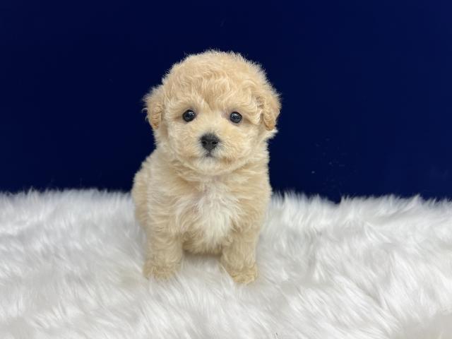 MIXビションプー