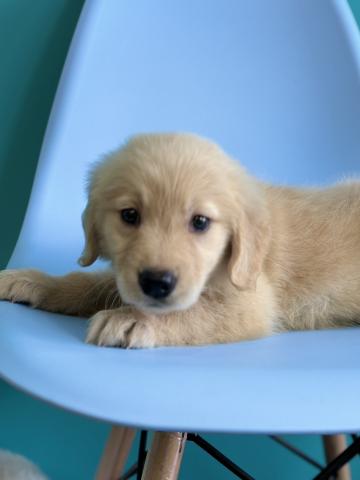 ゴールデンレトリーバー