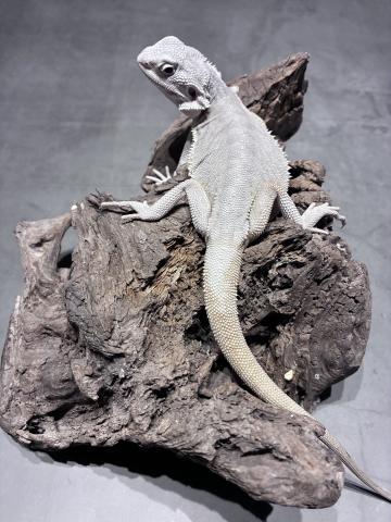 フトアゴヒゲトカゲZERO