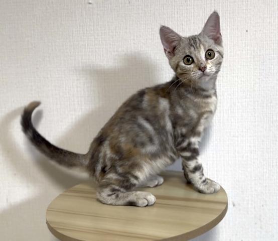 アメリカンショートヘアー