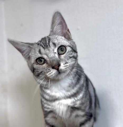 アメリカンショートヘアー