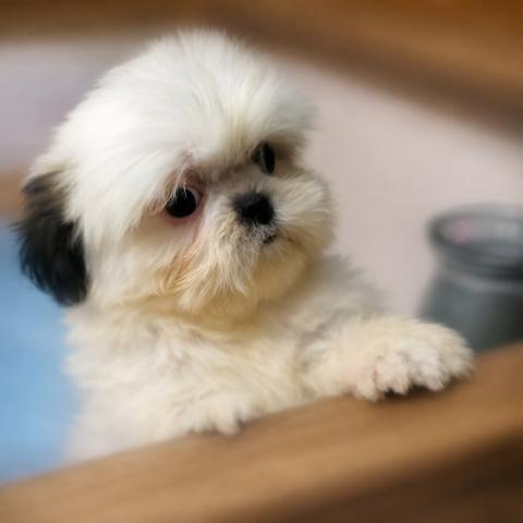 シーズー♪なっちぃママ’の愛娘ちゃん