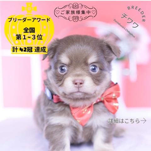 チワワ　ロング