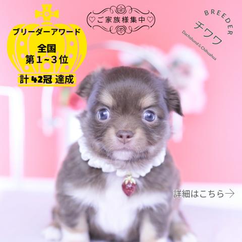 チワワ　ロング