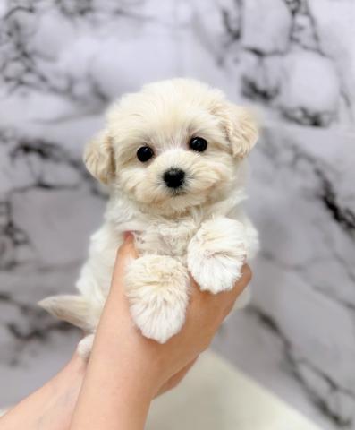 MIXマルチーズ×トイプードル