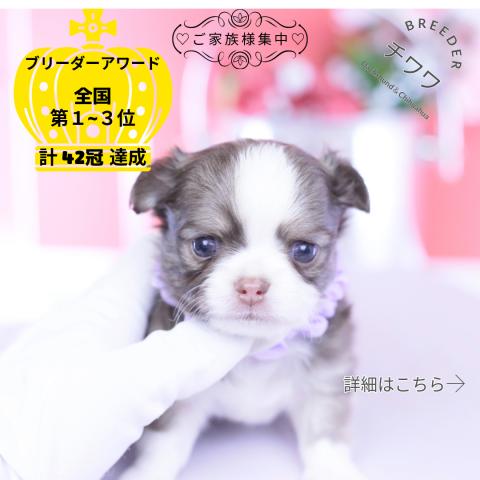 チワワ　ロング