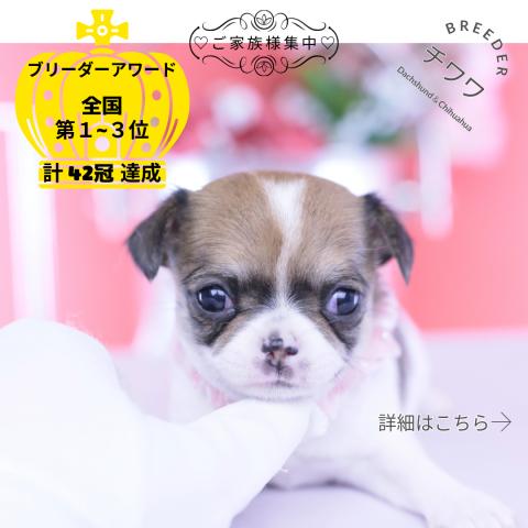 チワワ スムース