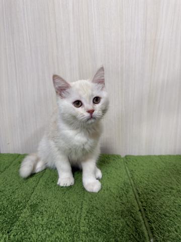 スコティッシュフォールド立ち耳、ロング