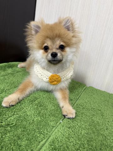 ポメラニアン