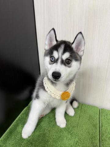 シベリアンハスキー