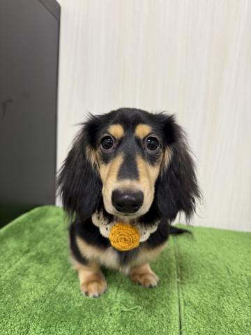 ミニチュアダックスフンド