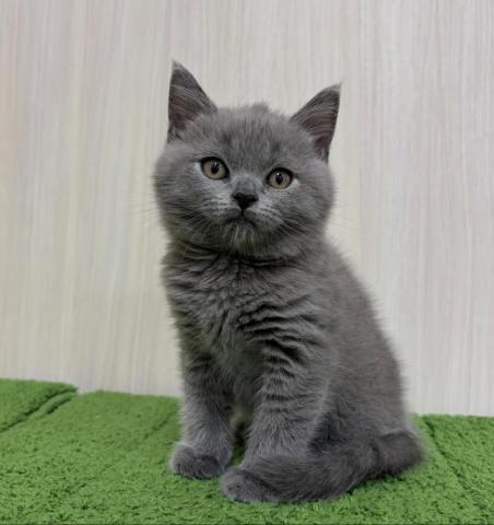 ブリティッシュショートヘア