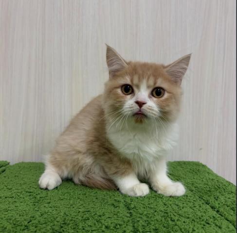 スコティッシュフォールド