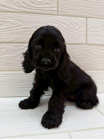 アメリカンコッカースパニエル