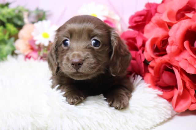 ミニチュアダックスフンド