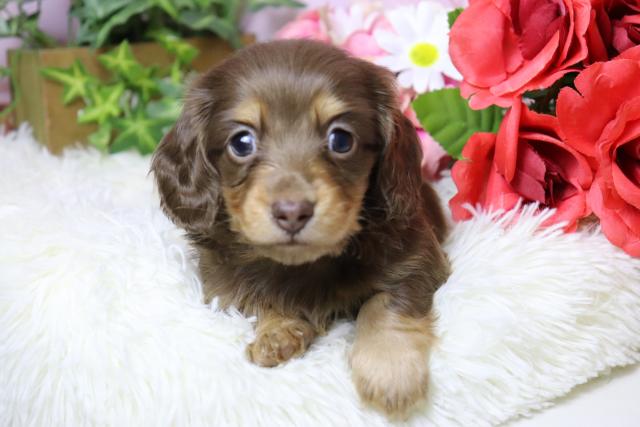 ミニチュアダックスフンド