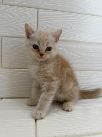 アメリカンショートヘアー