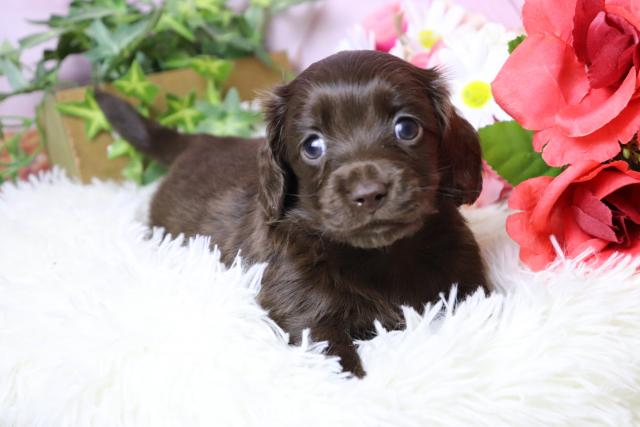 ミニチュアダックスフンド