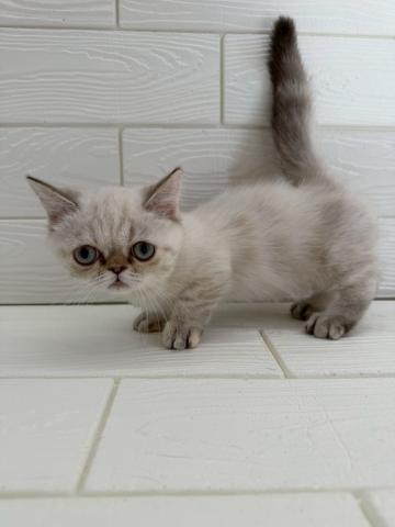 ミヌエット(旧ナポレオン)