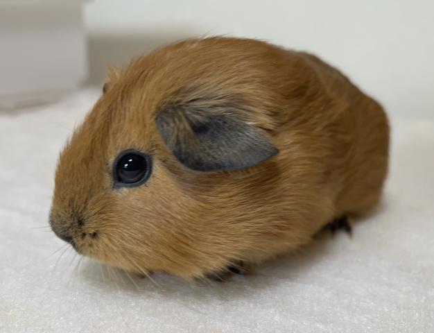 ロシアンスモークモルモット