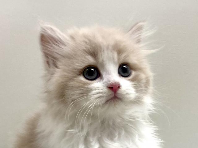 サイベリアン💕猫アレルギー有る方にお勧め猫種💕