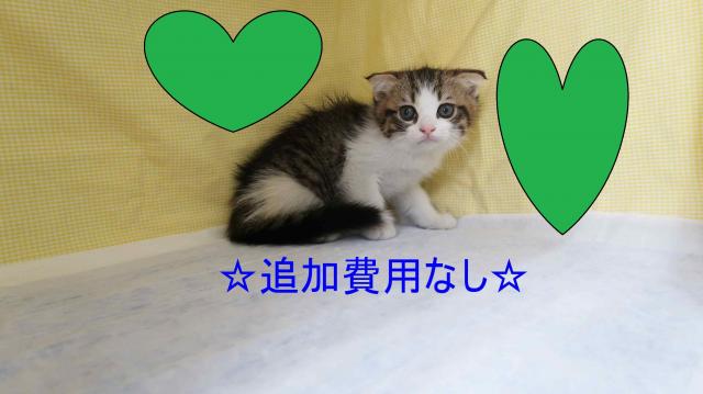 スコティッシュフォールド