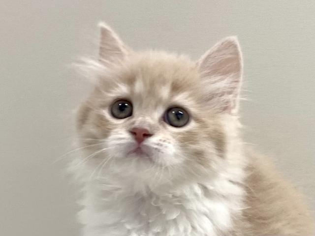 サイベリアン💕猫アレルギー有る方にお勧め猫種💕