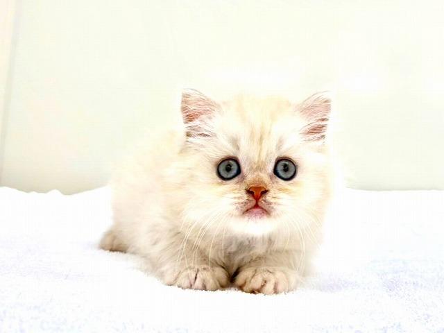 ミヌエット(旧ナポレオン)926