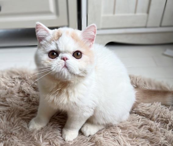 エキゾチックショートヘアー