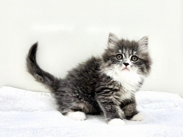 サイベリアン582