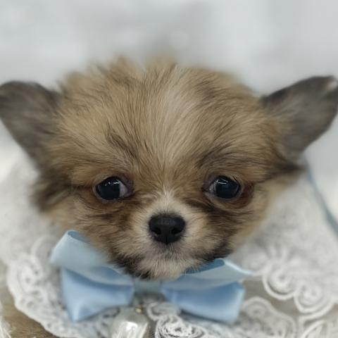 チワワ（ロングコート）