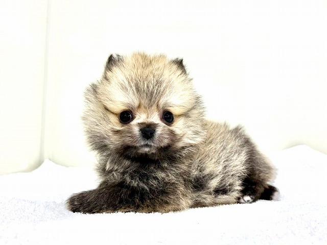 ポメラニアン268