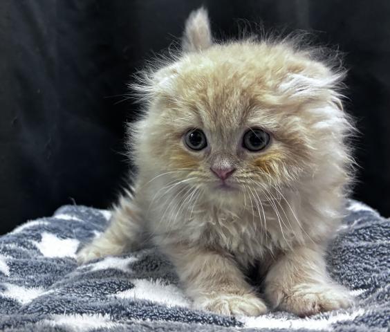 スコティッシュフォールド