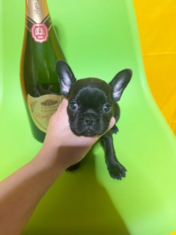 フレンチブルドッグ