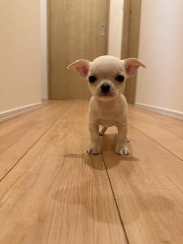 チワワ（スムースコート）