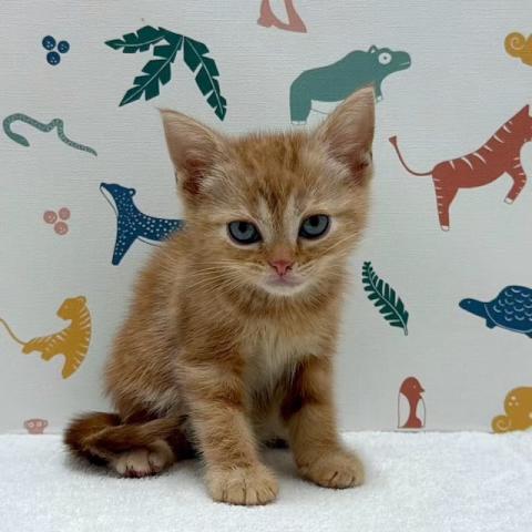 アメリカンショートヘアー