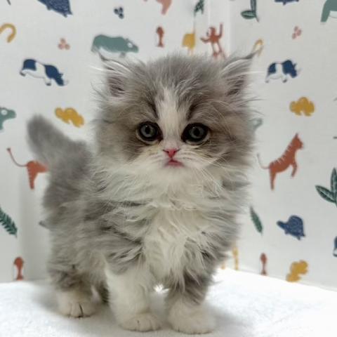 ミヌエット(旧ナポレオン)