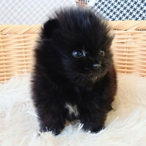 ポメラニアン
